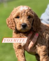 Goldendoodle Puppies for sale in Klamath Falls, OR, USA. price: NA