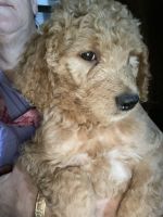 Goldendoodle Puppies for sale in Los Angeles, CA, USA. price: NA