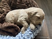Goldendoodle Puppies for sale in Murrieta, CA, USA. price: NA