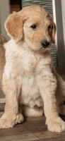 Goldendoodle Puppies for sale in Van Nuys, Los Angeles, CA, USA. price: NA