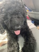 Goldendoodle Puppies for sale in Merrillville, IN, USA. price: NA