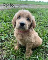 Goldendoodle Puppies for sale in Garden City, MO 64747, USA. price: NA