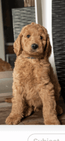Goldendoodle Puppies for sale in Van Nuys, Los Angeles, CA, USA. price: NA