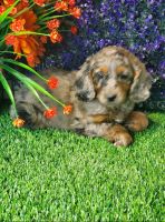 Goldendoodle Puppies for sale in 18822 Co Rd 14, Bristol, IN 46507, USA. price: NA