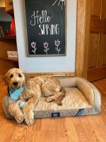 Goldendoodle Puppies for sale in Vermillion, SD 57069, USA. price: NA