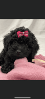 Goldendoodle Puppies for sale in Davie, FL, USA. price: NA