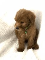 Goldendoodle Puppies for sale in Plano, TX, USA. price: NA