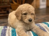 Goldendoodle Puppies for sale in Escanaba, MI 49829, USA. price: NA
