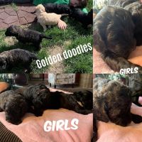 Goldendoodle Puppies for sale in Minot, ND, USA. price: NA