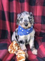 Goldendoodle Puppies for sale in Bloomfield, MO 63825, USA. price: NA