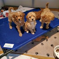 Goldendoodle Puppies for sale in Coeur d'Alene, ID, USA. price: NA