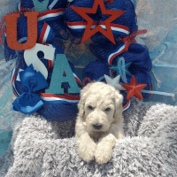 Goldendoodle Puppies for sale in Spring Lake, NC, USA. price: NA