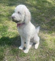 Goldendoodle Puppies for sale in Gainesville, GA, USA. price: NA
