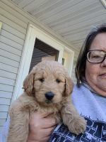 Goldendoodle Puppies for sale in Battle Lake, MN 56515, USA. price: NA