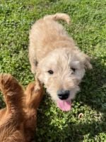 Goldendoodle Puppies for sale in Summerdale, AL, USA. price: NA