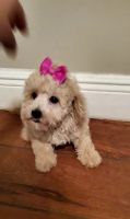 Goldendoodle Puppies for sale in Clermont, FL 34711, USA. price: NA