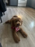Goldendoodle Puppies for sale in Sylmar, Los Angeles, CA, USA. price: NA