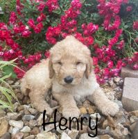 Goldendoodle Puppies for sale in West Plains, MO 65775, USA. price: NA