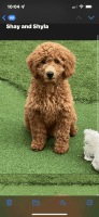 Goldendoodle Puppies for sale in Orlando, FL 32804, USA. price: NA
