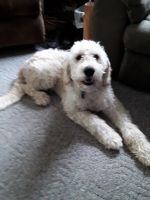 Goldendoodle Puppies for sale in Manitowoc, WI 54220, USA. price: NA