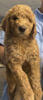 Goldendoodle Puppies for sale in Osgood, IN 47037, USA. price: NA