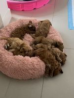 Goldendoodle Puppies for sale in Herriman, UT 84096, USA. price: NA