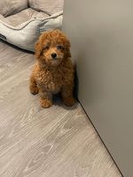 Goldendoodle Puppies for sale in Las Vegas, NV, USA. price: NA