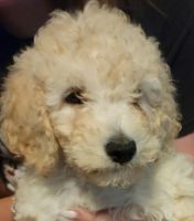 Goldendoodle Puppies for sale in League City, TX, USA. price: NA