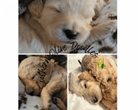 Goldendoodle Puppies for sale in Guyton, GA 31312, USA. price: NA
