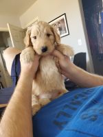Goldendoodle Puppies for sale in Prescott Valley, AZ, USA. price: NA