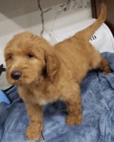 Goldendoodle Puppies for sale in Slidell, LA, USA. price: NA