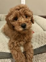 Goldendoodle Puppies for sale in Philadelphia, PA, USA. price: NA