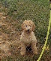 Goldendoodle Puppies for sale in Waldron, AR 72958, USA. price: NA