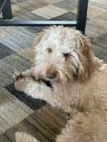 Goldendoodle Puppies for sale in Coolidge, AZ, USA. price: NA