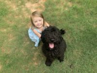 Goldendoodle Puppies for sale in 751 Highview Ct, Woodstock, GA 30189, USA. price: NA