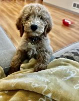Goldendoodle Puppies for sale in Seattle, WA, USA. price: NA