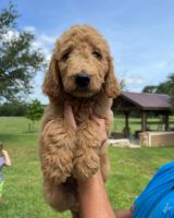 Goldendoodle Puppies for sale in Hallettsville, TX 77964, USA. price: NA