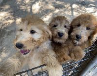 Goldendoodle Puppies for sale in Pittsburg, TX 75686, USA. price: NA
