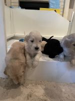 Goldendoodle Puppies for sale in Fort Myers, FL, USA. price: NA