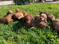Goldendoodle Puppies for sale in Eastvale, CA, USA. price: NA