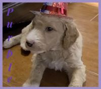 Goldendoodle Puppies for sale in Bartlesville, OK, USA. price: NA