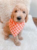 Goldendoodle Puppies for sale in St. George, UT, USA. price: NA