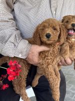 Goldendoodle Puppies for sale in Aripeka, FL, USA. price: NA