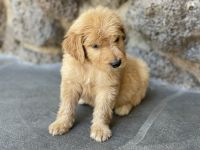 Goldendoodle Puppies for sale in Orange, CA 92867, USA. price: NA