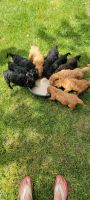 Goldendoodle Puppies for sale in Lincoln, NE, USA. price: NA