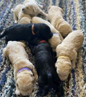 Goldendoodle Puppies for sale in Brewster, WA 98812, USA. price: NA
