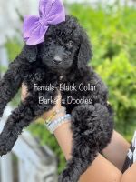 Goldendoodle Puppies for sale in Lexington, NC, USA. price: NA