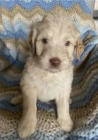 Goldendoodle Puppies for sale in Fort Valley, GA, USA. price: NA