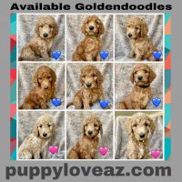 Goldendoodle Puppies for sale in Glendale, AZ 85304, USA. price: NA