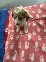 Goldendoodle Puppies for sale in Canton, GA, USA. price: NA